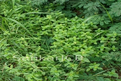 Mitracarpus villosus